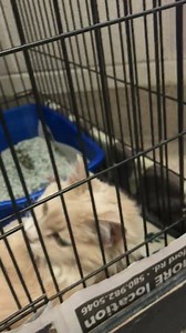 7.8K views · 71 reactions | June is “Adopt A Shelter Cat” month.. but...
