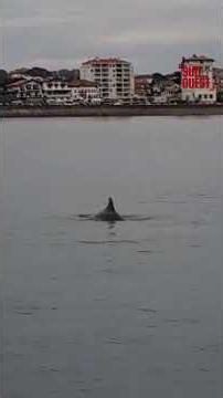 Le dauphin de Saint-Jean-de-Luz #dolphin