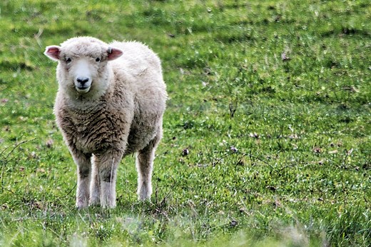 ▷ Oveja » Características, Alimentación, Hábitat, Reproducción, Depredadores