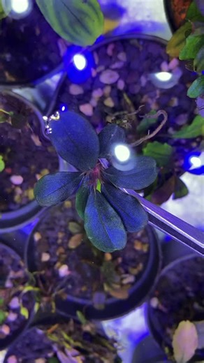 love this bucephalandra🥰 #aquaticplants #aquascape #plantedtank #exportplants #bucephalandratank #aquatank #plantexportworldwide #bucephalandraplant #rareplants