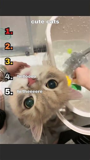 cute cat moments #viral #cat #funny #cute