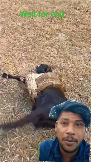 बकरी को सांप नेबांध दिया# Indian# python