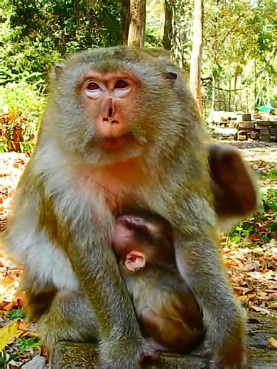 Beautiful Mom & baby Beautiful Animals Relaxing & Stress Relief