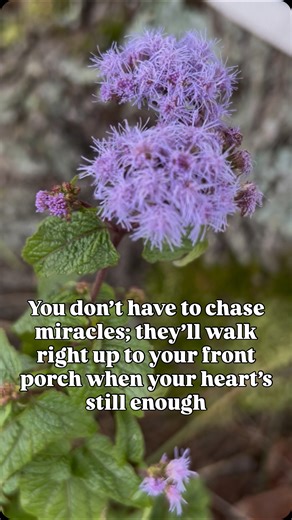 This morning felt like another wink from Heaven. The blue mist flower blooming gloriously out of nowhere — like it just remembered who it was. And then I looked up, and there was a single bird standing on the very top branch of the tallest tree, steady as could be, like it had a message to deliver. I was mid-prayer when words came I didn’t even know were in me. That’s how the Divine moves sometimes — slipping truth through your lips before your mind catches up. We miss these things when we’re hu
