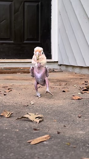 107K views · 6.8K reactions | Featherless parrot was found in a basement. now she can't stop dancing  #parrots #rescuebird #cuddlebuddies | Cuddle Buddies | Facebook