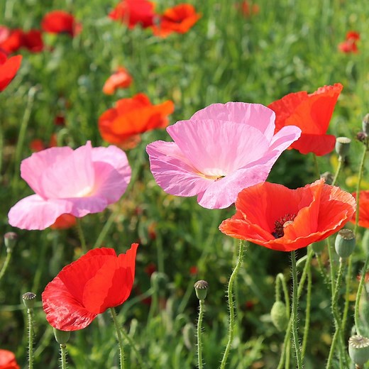 Red Poppy Seed Mix, Papaver rhoeas | American Meadows