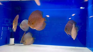 1.4K views · 50 reactions | 5-5.5” majestic fire  Goldenstatediscus.com Or Text/call Lynda @ 916-257-5334 | Golden State Discus | Facebook