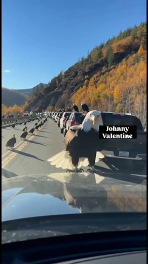 138K views · 714 reactions | “Bro turned the highway into a National Geographic episode 礪” | Johnny Valentine | Facebook