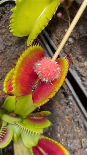 Carnivorous Plants - how they work ???