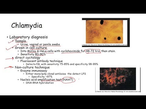 Sexually transmitted diseases STD in women and men syphilis, chlamydia, gonoirrhoeae and hermes