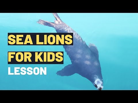 Sea Lions For Kids | Amazing Sea Lions: Fun Facts & Playful Adventures for Kids! 🌊🦭