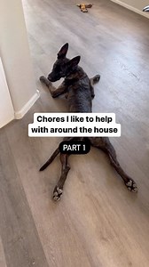 Comment what chores your dog likes to help with 😂 . . . . . . #dogmom #dogsofinstagram #dogsofinstagrams #funnydogvideos #funnydogvideo #funnydogstuff #funnydogmemes #dutchshepherd #dutchshepherdsofinstagram #dutchshepherdlovers #dutchshepherds #dutchshepherdofinstagram #loveabledog | through.the.lleaves