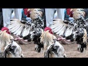 Adu ayam bangkok pukul mati tercepat