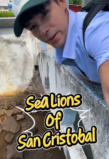 San Cristobal Island Sea Lion Mafia Encounter