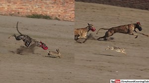 51K views · 2.3K reactions | greyhound rabbit coursing race 2023 in Pakistan. subscribe us on youtube for more new videos. https://www.youtube.com/@GreyhoundCoursingclub | Greyhound Coursing Club | Facebook