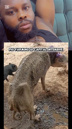 11K views · 46 reactions | Pig farming is capital intensive | Jax Farm | Facebook