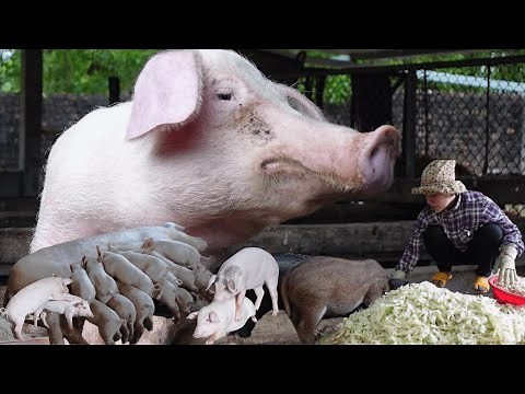 Pig Farming at Home – Full Guide to Start with Low Budget