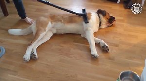 How-to make chores fun: | The Pet Collective