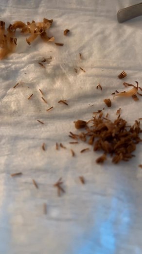 27 reactions · 5 comments | In the lab dissecting plants  離 良 | Ruff Ryder Yemaya | Facebook