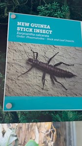 This New Guinea stick insect has just molted it’s exoskeleton! Much like how reptiles shed their skin as they grow, insects will molt their old, too tight exoskeleton as they get bigger. Many species will also eat their old exoskeleton after molting to regain some nutrients. #FunFacts #NewGuineaStickInsect #StickBug #Insectarium #ButterflyGardens | Victoria Butterfly Gardens | Facebook