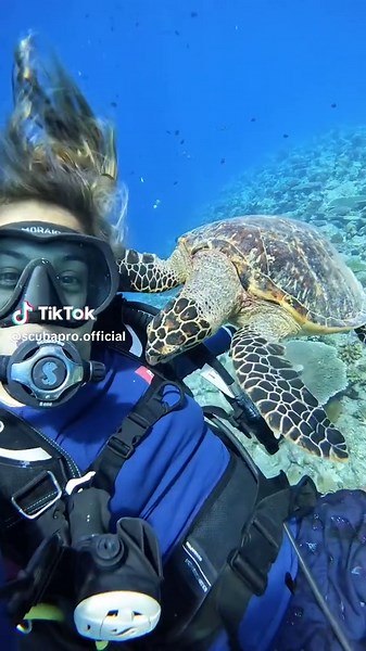Having tasty gear wasn’t exactly the goal… but this turtle couldn’t resist a nibble. “Moments I’ll never forget, how magical it is to feel this connection with animals in their natural habitat 🩵” - @franmarcante_ #scubapro #scubadiving #seaturtle #turtle #divelife