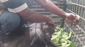 Limbe Wildlife Centre on Reels