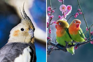 The Best Birds for Beginners, From Parakeets to Cockatiels