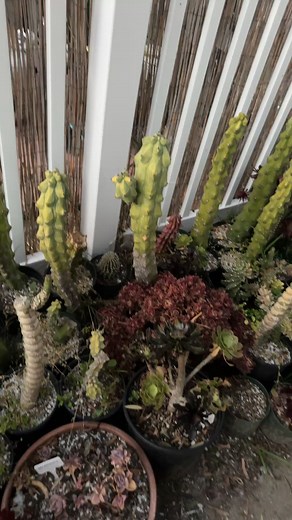 Dao Nguyen | Dao Nguyen