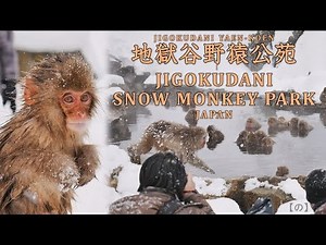SNOW MONKEY JAPAN 地獄谷野猿公苑 Jigokudani Snow Monkey Park 温泉に入る猿