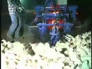 28K views · 713 reactions | Inside the brutal chicken industry This is a standard device in modern farming. A machine that literally sucks chickens into it before trucking them off to the slaughterhouse.  >> https://netzfrauen.org/2019/09/24/huehner-2-2/ | Netzfrauen | Facebook