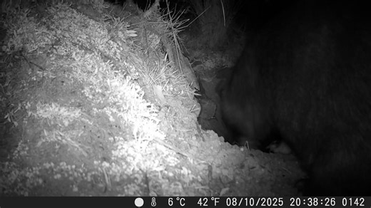 Whoopi wombat digging out the over run burrow. You can see the opening of her pouch but it is completely closed so no vision of her joey just yet. | Wildlife Watching in the Ranges