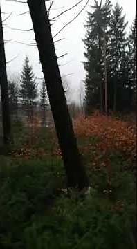 Baumfällung geht schief