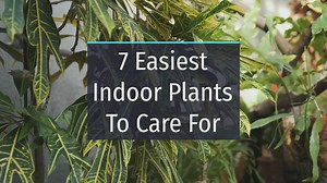 7 Of The Easiest Indoor Plants To Care For