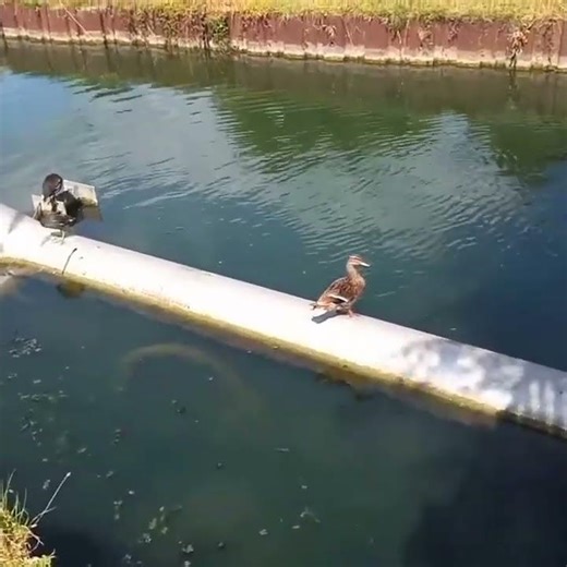 duck and moorhen family on water pipe