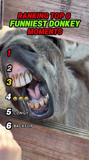 Ranking Funniest Donkey Moments