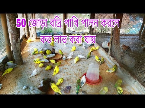 50 জোড়া বদ্রি পাখি পালন করলে কত লাভ করা যায়