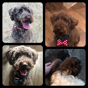 UPDATE 3/22/19: MARLEY HAS BEEN ADOPTED. ❤️ Marley-TX, aka Choco Taco, a 2 year old male Labradoodle, is available for adoption. He is in a foster home near Austin. To read more about Marley and the requirements to adopt him, see his bio here: https://www.petfinder.com/dog/marley-tx-44148441/tx/austin/idog-rescue-inc-tx1224/ **We are not able to respond to Petfinder inquiries. Please complete an adoption application if you meet the requirements to adopt him.** | IDOG Rescue - Labradoodle & Golde