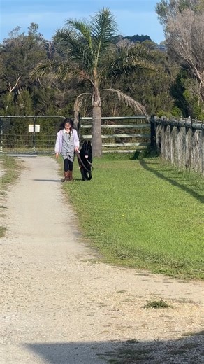 ✨ Training Beyond Breeds — Meet Emily, Our Incredible Trainer ✨ At Bernedoodle Manor, we aren’t “just breeders” — we are passionate about raising well-balanced, confident dogs and empowering families with the right training foundations. Today we’re sharing a beautiful moment that truly captures the heart of our program. In this video, you’ll see an 8-year-old girl confidently handling a 47-kilo German Shepherd under Emily’s guidance. 💪🐕‍🦺 This is exactly what sets Emily apart: ✨ A natural con