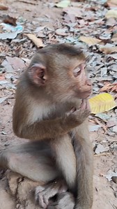 so Adorable-BALA Monkey play on tree alone So happy #baby #monkeys #Cute #love #animal #Nice #wildlife #reels | Small monkey