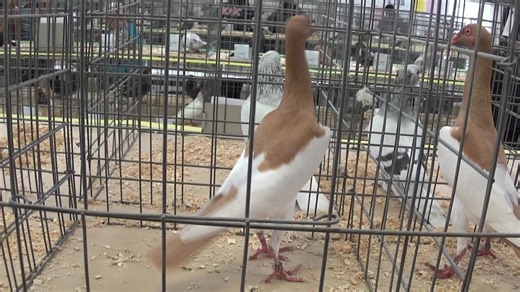 Pigeon Show 2016 Magpie Pigeons | Berwick Lofts - Aaron Koldas