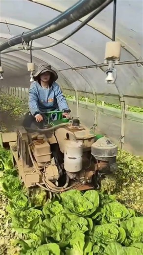 Robot Harvests Cabbage in Greenhouse!