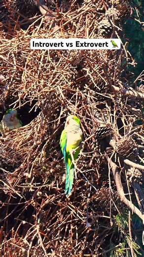 Introvert vs extrovert 🦜 #parrot #introvert #viral