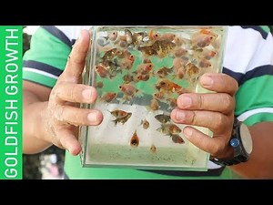 HOW TO GROW YOUR GOLDFISH FASTER ( FINALLY SECRETS REVEALED)