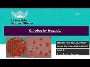 Citrobacter freundii.