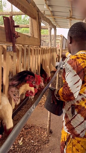 Frais, local et 100 % naturel 🌿🐔 Commandez vos poulets dès aujourd’hui ! 📞 2290198812907. #bienêtreanimal #fiersdelever #agrobusiness #facebookviral #cagesurpilotis | Samuel Sotoekpon