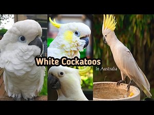 Bird Facts || FUN FACTS about the COCKATOO || Animal Fact Files |10 Most Beautiful Cockatoo Species
