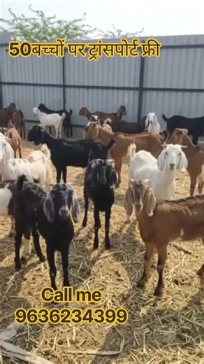 ​Sirf ₹220 Rupaye Kilo Me Bakre Ke Bacche | Transport Free Offer | Marwar Goat Farm Ajmer