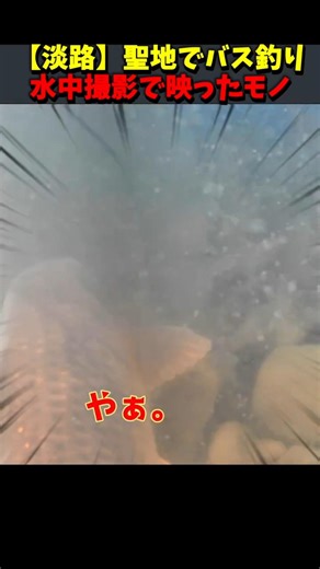 [Awaji Island] We took underwater photos at a sacred bass fishing spot and captured an incredible...