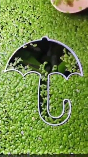 Leaf Floating Fish Feeder — Umbrella Hole Template 🌿🐟 #fish #aquarium #diy #feeder #leaves #template