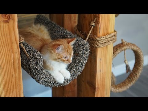 Custom Cat Tower Plans | Building with Wisdom Preserved